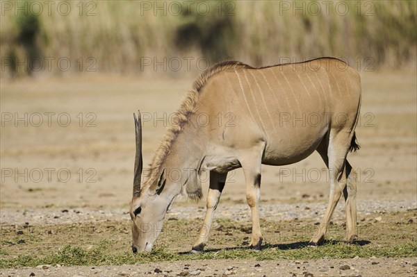 Common eland (Taurotragus oryx) standing in the dessert, captive, distribution Africa