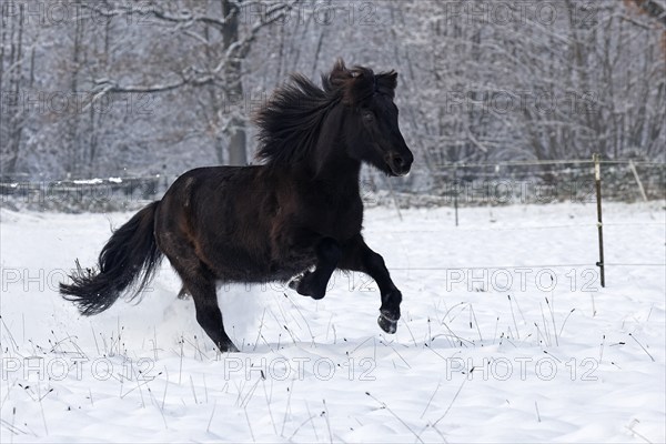 Icelandic horse (Equus islandicus) galloping over winter pasture in the snow, gelding,