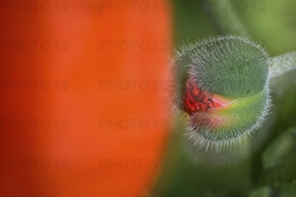 Oriental poppy (Papaver orientale), only slightly opened poppy capsule, double exposure,
