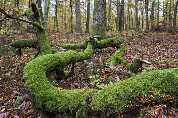 Moss-covered tree trunk in autumn forest, Brechenberg near Eppenbrunn, Palatinate Forest,