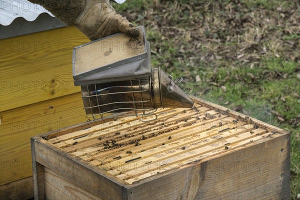 Beekeeper pacifies honey bees (Apis) with smoker in beehive, Baden-Württemberg, Germany, Europe