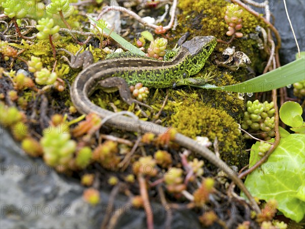 Sand lizard (Lacerta agilis), male on stones with stonecrop (Sedum album), or stonecrop, Wetzlar,