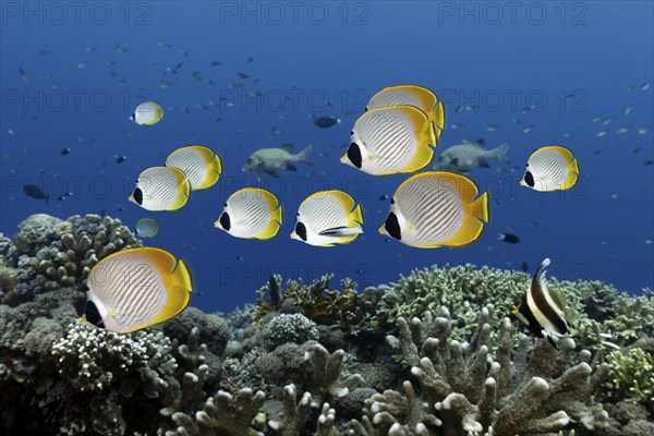 Shoal of philippine butterflyfish (Chaetodon adiergastos) swimming over coral reef, Great Barrier