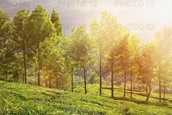 Tea plantations in morning fog. Munnar, Kerala, India. With lens flare and light leak