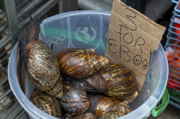 Achatina Giant African snails (Lissachatina fulica) on sale, Deptford High Street, London SE8,