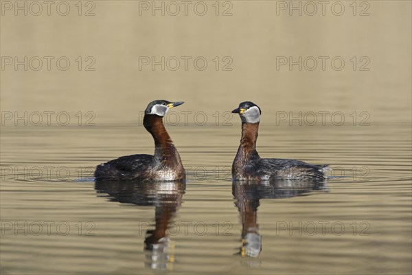 Red-necked grebe (Podiceps grisegena) (Podiceps griseigena) couple displaying during mating ritual