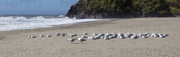 Maori black-billed gull (Chroicocephalus bulleri), Ship Creek, Beach, New Zealand, Oceania