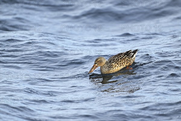 Northern shoveler (Spatula clypeata) (Syn.: Anas clypeata), female swimming on Lake Zug,