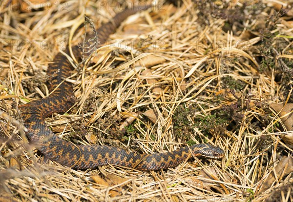 Wild common european viper (Vipera berus), brown adult, female, crawls well camouflaged in the sun