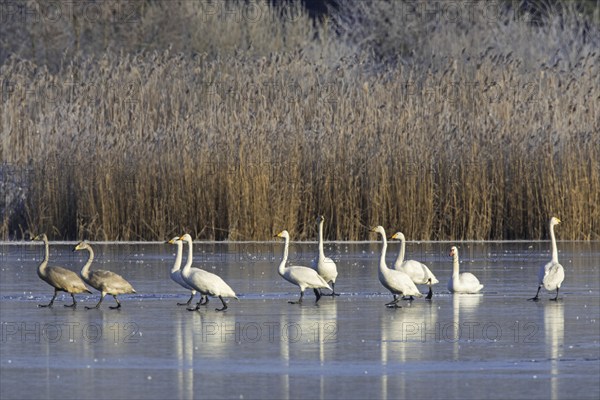 Whooper swans (Cygnus cygnus) adults with juveniles standing on ice of frozen pond in winter