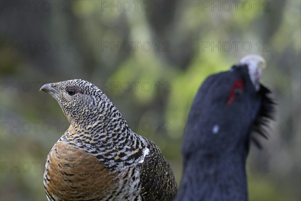 Close up of Western capercaillie (Tetrao urogallus) hen and cock in coniferous forest in spring