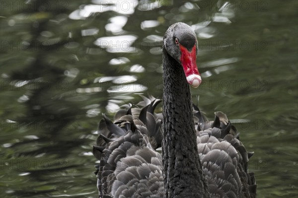 Black swan (Cygnus atratus) (Anas atrata) swimming in pond, large waterbird native to Australia