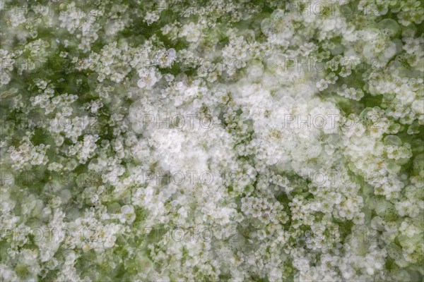 Blackthorn (Prunus spinosa) in bloom, multiple exposures, Swabian Alb, Baden-Württemberg, Germany,