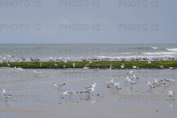 Herring Gulls (Larus michaellis) on the coast, Norderney, North Sea, East Frisia, Lower Saxony,