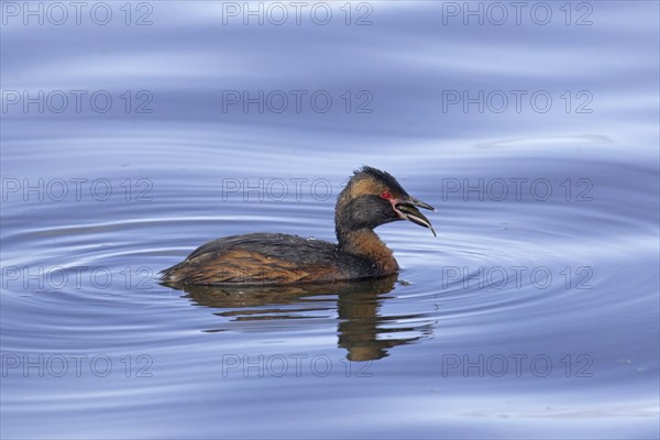Horned grebe, Slavonian grebe (Podiceps auritus) in breeding plumage swimming swallowing caught