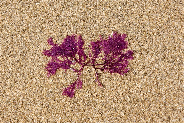 Membranoptera alata, small red marine alga washed on beach