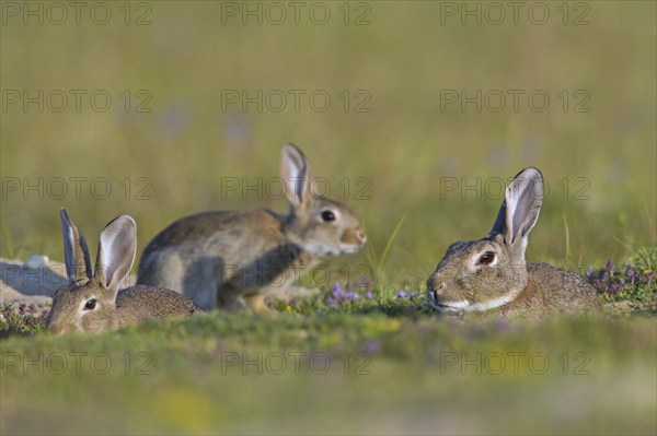 European rabbits (Oryctolagus cuniculus), common rabbit adult with juveniles sitting in burrow,
