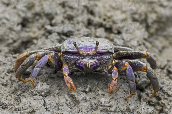 West African fiddler crab (Uca tangeri) (Gelasimus cimatodus) (Gelasimus tangeri) female on muddy