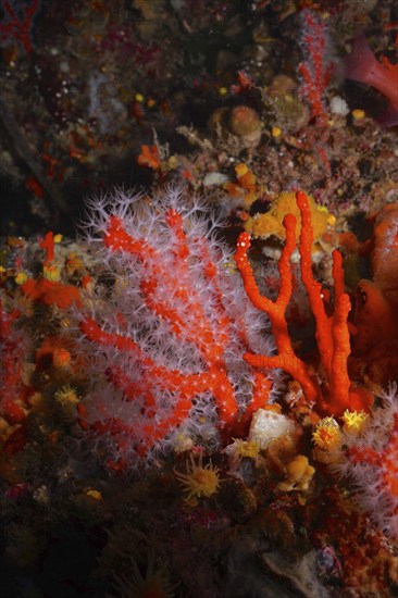 Red coral (Corallium rubrum) in the Mediterranean near Hyères. Dive site Giens Peninsula, Côte