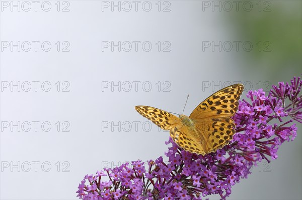Silver-washed fritillary (Argynnis paphia) on flower panicle of butterfly-bush (Buddleja davidii),