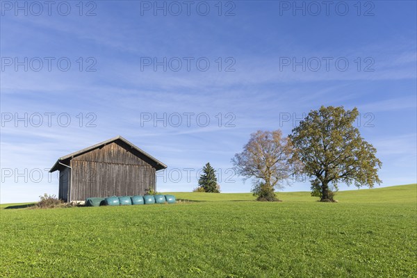 Hay hut, English oak (Quercus robur), summer lime (Tilia platyphyllos) in autumn in a meadow, hay