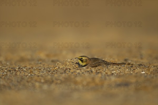 Shorelark or Horned lark (Eremophila alpestris) adult bird on a beach, Suffolk, England United