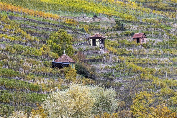 Vineyard cottage in the vineyard, landscape on the Neckar in autumn, Hofen, Stuttgart,