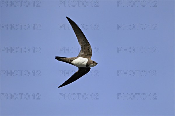 Alpine swift (Apus melba), adult, in flight, Switzerland, Europe