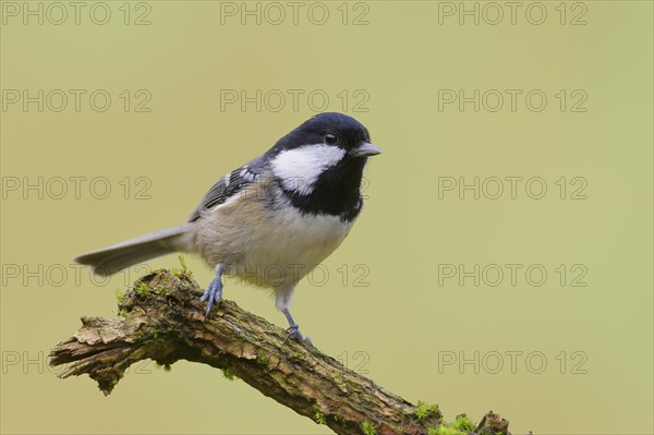 Coal tit (Periparus ater), wildlife, standing on branch, animals, birds, Siegerland, North