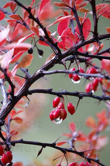 Autumn, After a rain, Barberry with water drops, Germany, Europe