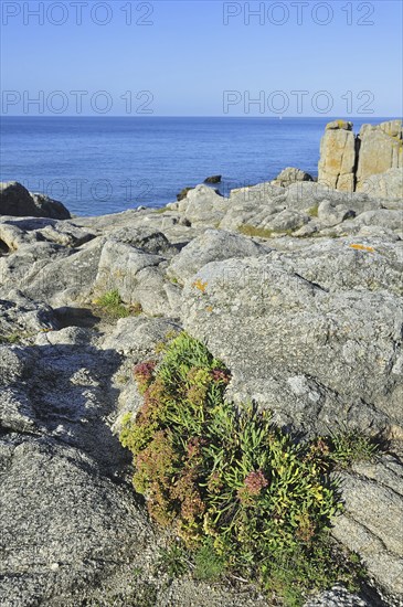 Rock samphire (Crithmum maritimum) growing on top of cliff along the Côte sauvage near Le Croisic,