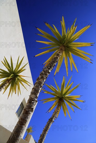 Spanish bayonet (Yucca aloifolia), garden plant against blue sky Cabo de Gata natural park,