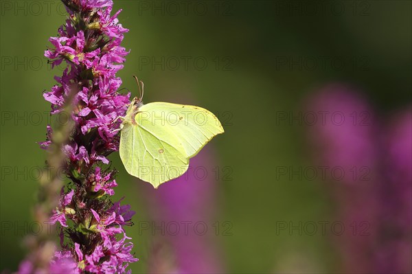 Brimstone (Gonepteryx rhamni) feeding on a flower of purple loosestrife (Lythrum salicaria),
