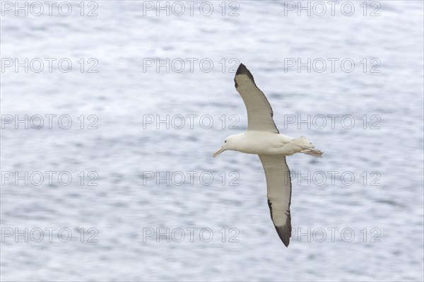 Albatros (Diomedea sanfordi), Taiaroa Head, Otago Peninsula, Neuseeland