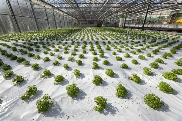 Agriculture, herb nursery, basil seedlings, growing in a greenhouse