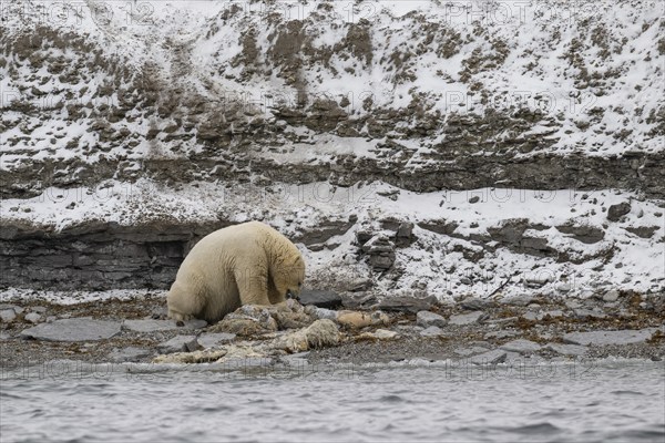 Scavenging polar bear (Ursus maritimus) eating the carcass of a stranded dead minke whale on the