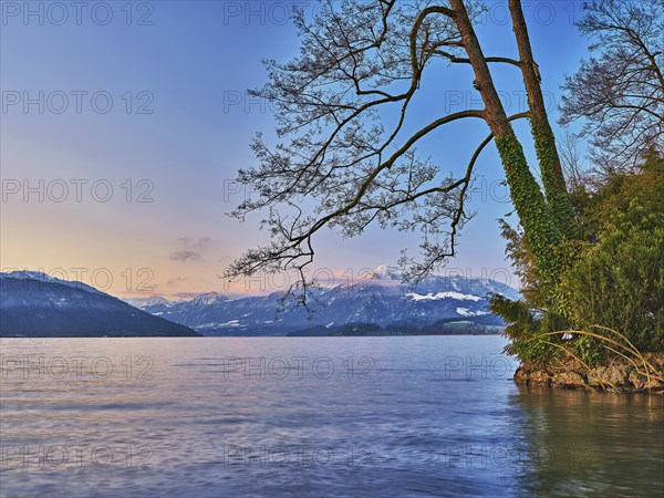 Morning atmosphere at Lake Zug with a tree with ivy in the foreground and the snow-covered Rigi in