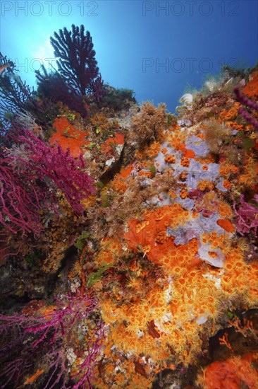 A blaze of colour in the Mediterranean: yellow cluster anemone (Parazoanthus axinellae), violescent
