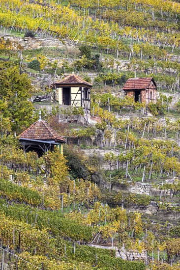 Vineyard cottage in the vineyard, landscape on the Neckar in autumn, Hofen, Stuttgart,