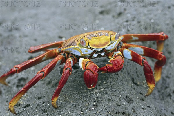 Sally lightfoot crab (Grapsus grapsus), red rock crab, abuete negro on rock, Galápagos Islands,