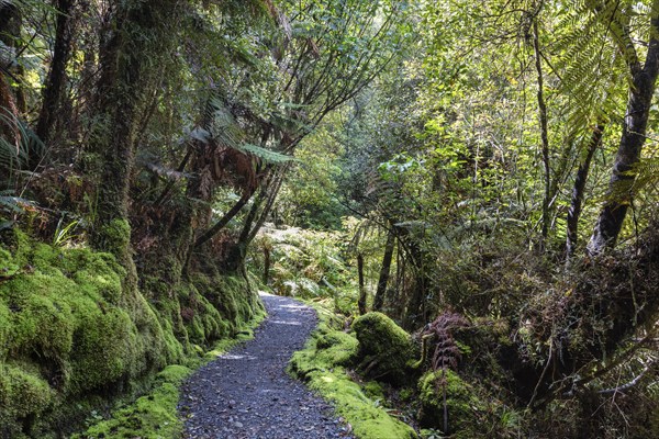 Lake Matheson Trail, New Zealand, Oceania