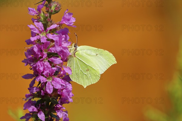 Brimstone (Gonepteryx rhamni) feeding on a flower of purple loosestrife (Lythrum salicaria),