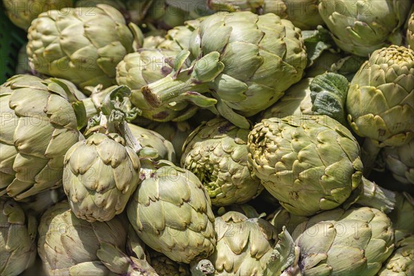Artichokes (Cynara cardunculus, syn. Cynara scolymus), weekly market market, Majorca, Balearic