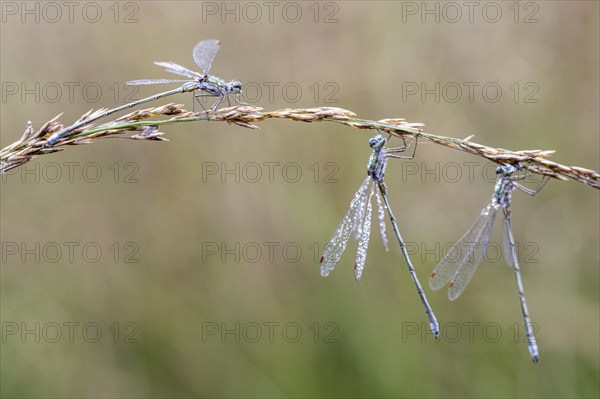 Lestes virens (Lestes virens), Emsland, Lower Saxony, Germany, Europe