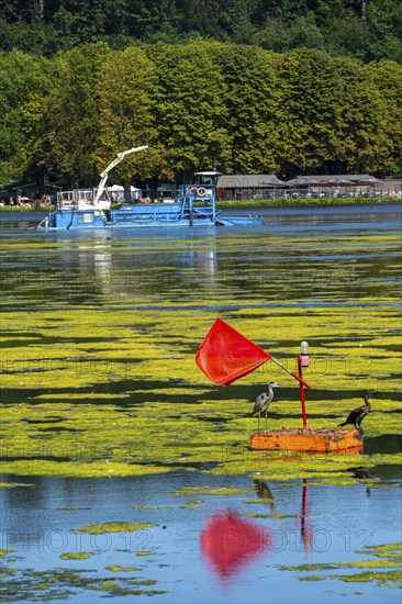 Mowing boat Nimmersatt, of the Ruhrverband, tries to keep the green plant carpet on the Lake