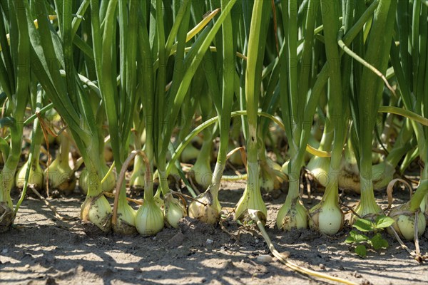 Agriculture, field with onions, Niederkrüchten, North Rhine-Westphalia, Germany, Europe