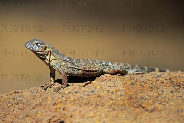 East Mexican Black Iguana, (Ctenosaura acanthura), adult, on rocks, foraging, warming up,