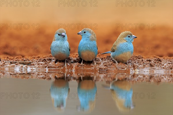 Blue-winged Oriole (Uraeginthus angolensis), Angola Butterfly Finch, adult, three birds, at the
