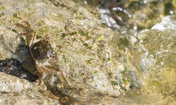 Chinese mitten crab (Eriocheir sinensis), invasive species, neozoon, crab, juvenile clings to the