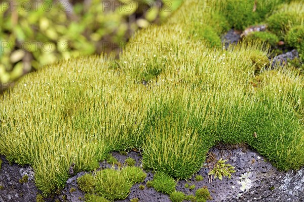 Moss, moss cushion with raindrops growing on a porous stone, close-up, Moselle,